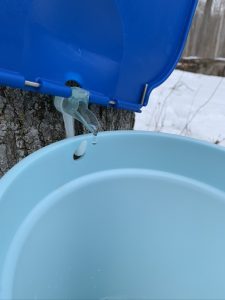 Sap flows from the tree to a pail