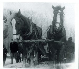 King and Dan lead the sleigh full of sap - a key part of our history