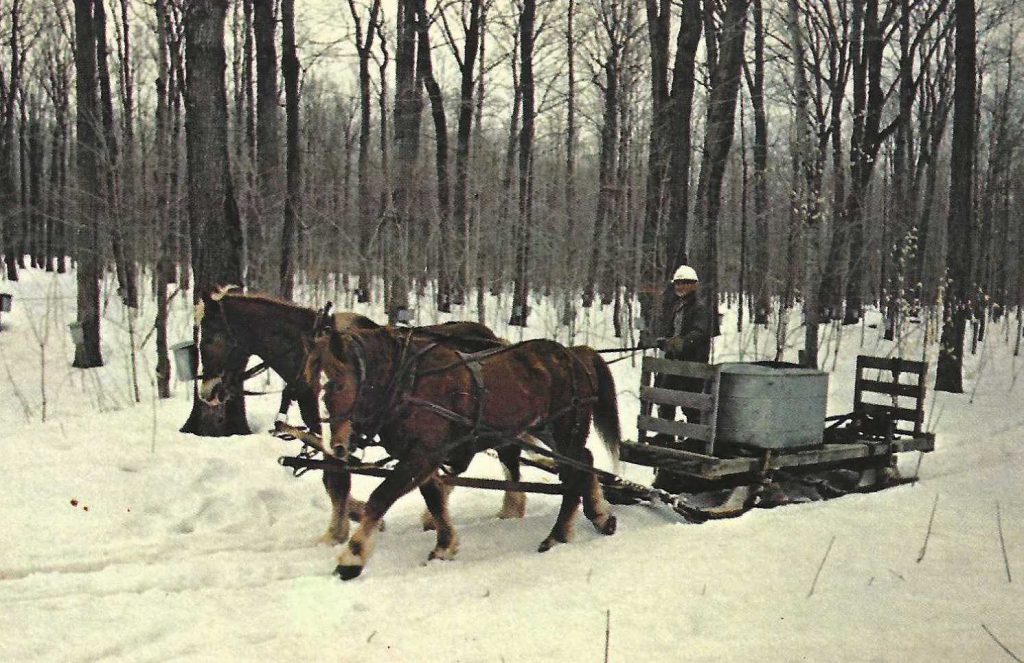Norman with team of horses collecting sap from the maple bush