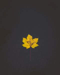 yellow maple leaf on body of water