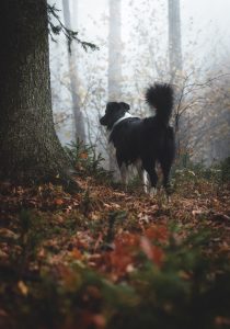 adult black and white Border collie on forest