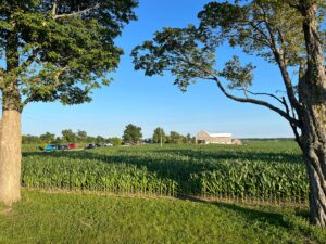 Barn surrounded by corn fields in Beaverton