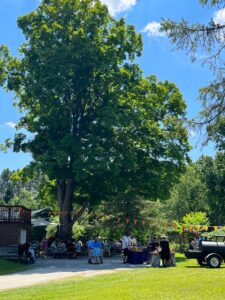 We LOVE a big healthy maple tree
