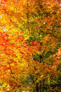 shallow focus photo of yellow and red trees