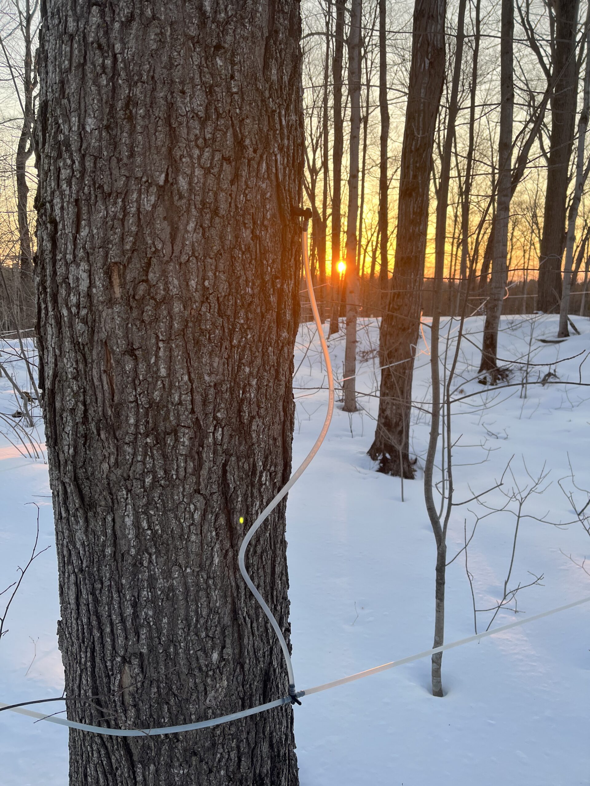 Spring morning in Shaws Maple Bush 2023